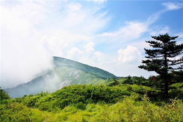 牛背梁景色、羚牛