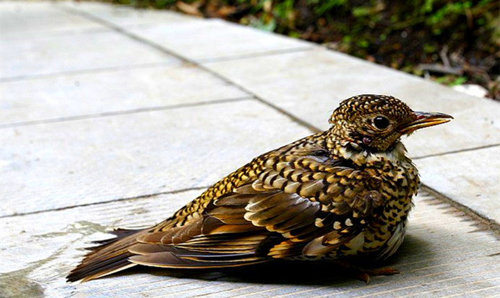 牛背梁国家森林公园