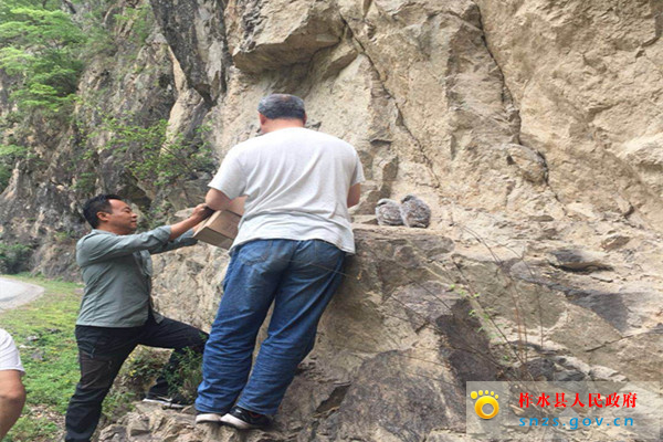 柞水公路段“情”系野生动物(图) (2).jpg 柞水公路段“情”系野生动物(图) (2).jpg